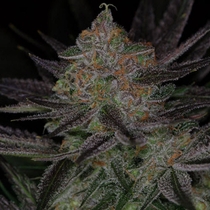 Qrazy Train (TGA Subcool Seeds) Cannabis Seeds