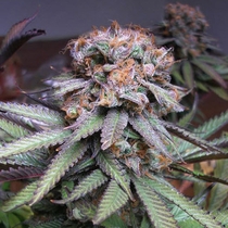 Querkle (TGA Subcool Seeds) Cannabis Seeds