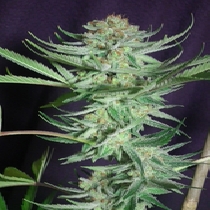 Shangri La (TGA Subcool) Cannabis Seeds