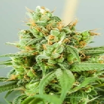 Strawberry Daiquiri (TGA Subcool Seeds) Cannabis Seeds