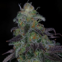 Timewreck (TGA Subcool Seeds) Cannabis Seeds