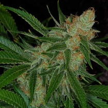 Vortex (TGA Subcool Seeds) Cannabis Seeds