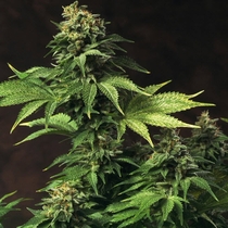 Akorn (TH Seeds) Cannabis Seeds