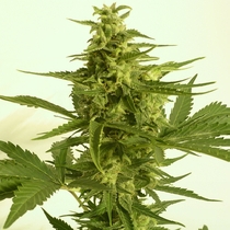 Automatic Critical Hog (TH Seeds) Cannabis Seeds