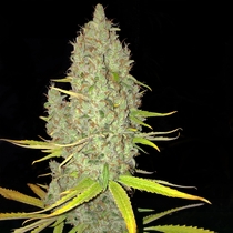 Chicle aka Bubbledawg (TH Seeds) Cannabis Seeds