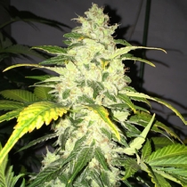 Chocolate Chunk (TH Seeds) Cannabis Seeds