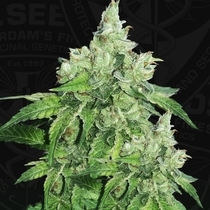 Citron Givre (Birthday Cake) (TH Seeds) Cannabis Seeds