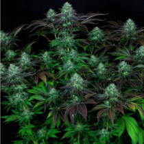Darkstar Kush (TH Seeds) Cannabis Seeds