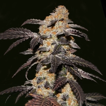 French Cookies (TH Seeds) Cannabis Seeds