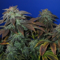 Heavy Duty Fruity (TH Seeds) Cannabis Seeds