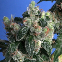 Kushage (TH Seeds) Cannabis Seeds