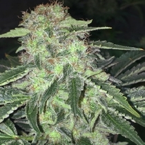 LA S.A.G.E CBD (TH Seeds) Cannabis Seeds