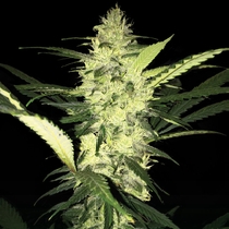 LA Sage (TH Seeds) Cannabis Seeds