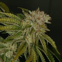 MK Ultra Kush feminised (TH Seeds) Cannabis Seeds