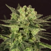 MK Ultra Kush auto (TH Seeds) Cannabis Seeds