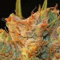 MK Ultra Kush x Bubblegum (TH Seeds) Cannabis Seeds