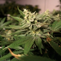 Mkage (TH Seeds) Cannabis Seeds