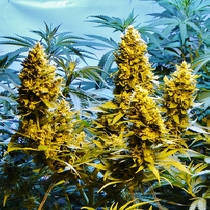 Automatic Northern Hog (TH Seeds) Cannabis Seeds