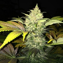 Roof 95 (TH Seeds) Cannabis Seeds