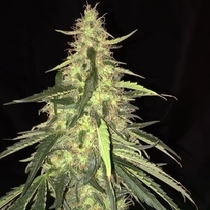 S.A.G.E CBD (TH Seeds) Cannabis Seeds
