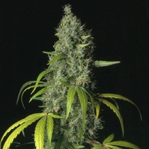 Sage (TH Seeds) Cannabis Seeds