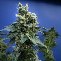 Sage n Sour (TH Seeds) Cannabis Seeds