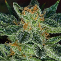 Skunk XXX (TH Seeds) Cannabis Seeds