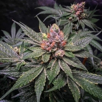 Strawberry Glue (TH Seeds) Cannabis Seeds