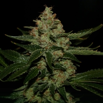 Underdawg Kush (TH Seeds) Cannabis Seeds