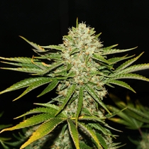 Wreckage (TH Seeds) Cannabis Seeds