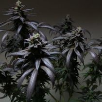 Blue Sherbet S1 Feminised (The Plug Seedbank) Cannabis Seeds