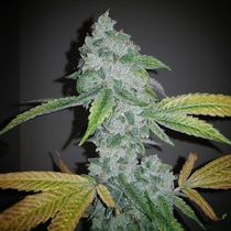 El Chapo Feminised (The Plug Seedbank) Cannabis Seeds