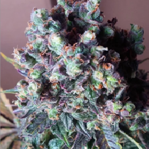 Auto Black Valium (Top Shelf Elite) Cannabis Seeds