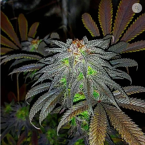 Auto Gorillagasm (Top Shelf Elite) Cannabis Seeds
