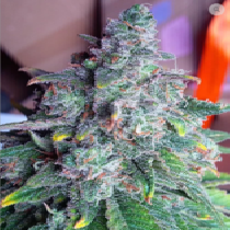 Auto Nightcrawler OG (Top Shelf Elite) Cannabis Seeds