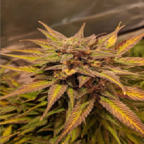 Auto Pineapple Crack (Top Shelf Elite) Cannabis Seeds