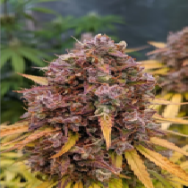 Auto San Francisco Sour Dough (Top Shelf Elite) Cannabis Seeds
