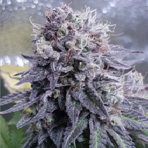 Black Valium (Top Shelf Elite) Cannabis Seeds