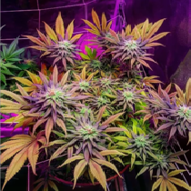 Gorillagasm (Top Shelf Elite) Cannabis Seeds
