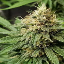 Pineapple Crack (Top Shelf Elite) Cannabis Seeds
