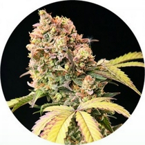 Auto Tao Mix #1 (Top Tao Seeds) Cannabis Seeds