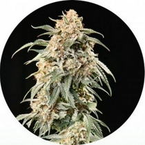 Big Tao (Top Tao Seeds) Cannabis Seeds