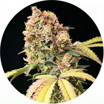 Demon Tao (Top Tao Seeds) Cannabis Seeds