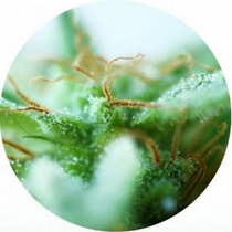 Dr Tao Sativa (Top Tao Seeds) Cannabis Seeds