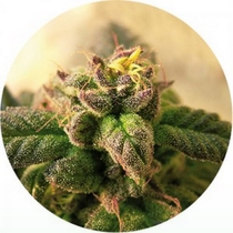 Early Top Tao (Top Tao Seeds) Cannabis Seeds