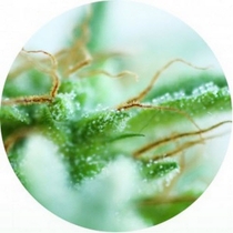 Sativa Mix (Top Tao Seeds) Cannabis Seeds