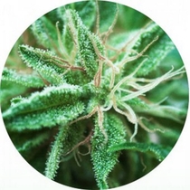 Sativa Samadhi (Top Tao Seeds) Cannabis Seeds