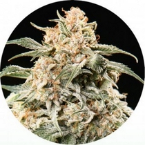 Semi Auto Mix (Top Tao Seeds) Cannabis Seeds