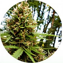 Super Tao (Top Tao Seeds) Cannabis Seeds