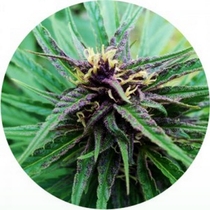 Tao Purple (Top Tao Seeds) Cannabis Seeds